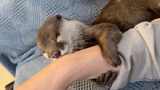 自分の毛質の良さを再確認したのち飼い主にしがみつき始めるカワウソ otter begins to cling to its owner after checking its own fur