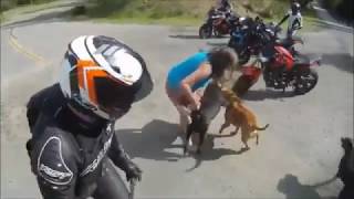 pet dog vs a street dog