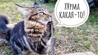Саженцы на букву Xy от жуликов Агромаркет24. Распаковка растений из интернет-магазина: смех на палке