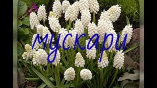 мускари