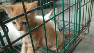 SO CUTE AND ADORABLE || SI MANIS DAN PUTIH SALING MENYAYANGI. KEBERSAMAAN KUCING YANG INDAH. #Shorts