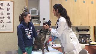 UC Davis Veterinary Oral Surgeons Save Abused Dog