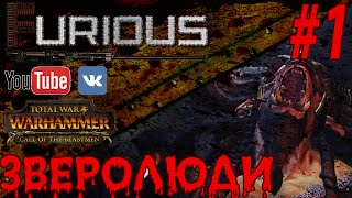 Total War Warhammer ЗВЕРОЛЮДИ ► Прохождение #1 ►