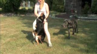 the girls you love the most // house sitting :)