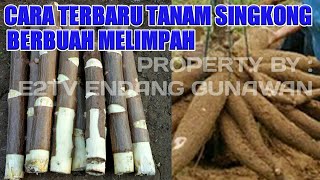 PENEMUAN TERBARU CARA TANAM SINGKONG AGAR BERBUAH  BANYAK BERTINGKAT 35-65 KG PERPOHON