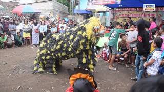 Macan,Banteng & Kucingan Keluar semua di Jaranan Cluring Sri Agung Rahayu