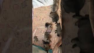 Mops (pug) prelepi stenci na prodaju