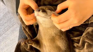 カワウソさくら マッサージの気持ちよさに昇天してしまったかのようなカワウソ otter whose massage is too comfortable to wake up