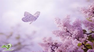 8 Hours of Relaxing Sleep Music: Soft Piano Music, Sleeping Music, Meditation Music, Fall Asleep ★89