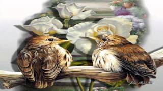 - Aves del mundo -