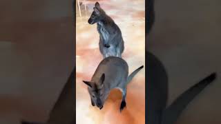 We Went to a Kangaroo Café in Japan!