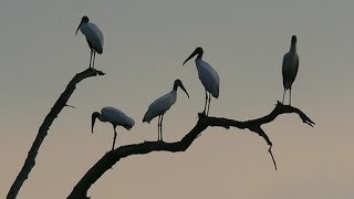 Thành phố phan rang tháp chàm "Cái cò lặn lội bờ sông,"
