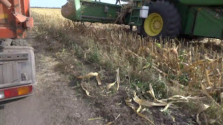 Уборка кукурузы зерновой жаткой. Syngenta гибрид Фалькон.