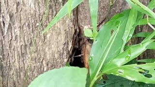 Ngintip sarang lebah madu liar di hutan...