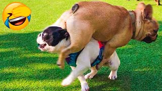 Best Funny Animal Videos 2022 - Funniest And Cute Dogs And Cats Videos ????