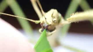 Stick insect eating a small leaf \\ Палочник кушает листик