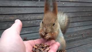 Ушастик, ещё одна его Копия и другая белка / Ushastik, another Copy of it and another squirrel
