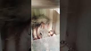 Бельчонок в кормушке / The squirrel in the feeder