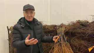 Gheorghe Gaberi povestește etapele de producere a butașilor