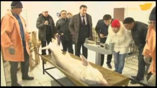 Каспий теңізіндегі бекіре балықтарының тұқымы 90 пайызға дейін кеміген
