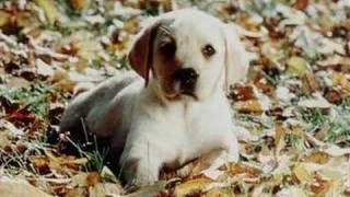 KÖPEKLER SEVGİLİ DOSTLARIMIZ DOGS
