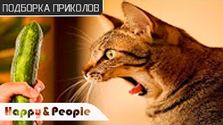 ПРИКОЛЫ с котами 2017! Смотреть всем! ДО СЛЕЗ!