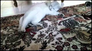 Crazy cats compilation 2015