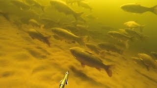 Подводная охота. Идеальные условия для подводной охоты.