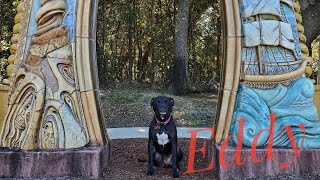 7yo Pitbull (Eddy) Best Dog Trainers in Florida