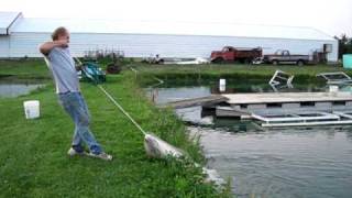 Cast Netting Perch