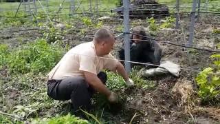 Виноградник весной, как побороть сорняки без химии, подкормка Плантафолом по листу.