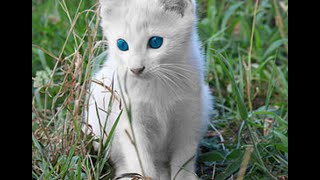 【神秘的】アルビノな動物まとめ【大量】