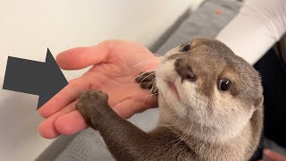 カワウソが大好きな飼い主に甘えている最中に好物のジャーキーがあったら… If there was jerky while otter was being pampered by its owner