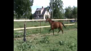 Mylord`S for sale