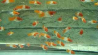 DSCF7064.AVI Меченосцы кои кохаку /Санта Клаус/ - 3 см., 2 мес.