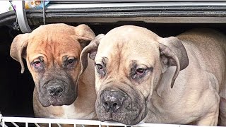 ГИГАНТСКИЙ южноафриканский БУРБУЛЬ. Щенки 4 мес. South African Boerboel. Puppies 4 months. Одесса.