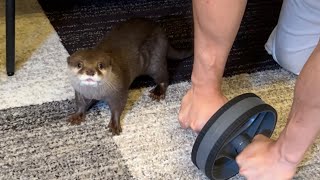 腹筋ローラーする飼い主に必死について行こうとするカワウソ otter tries to keep up with its owner who is doing the abdominal roller