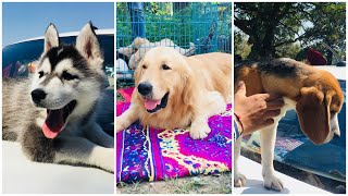 Wholesale Dog Market At Chandigarh Dog Show 9 March 2019