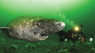 Oldest Shark in the World - 512 Year Old Greenland Shark