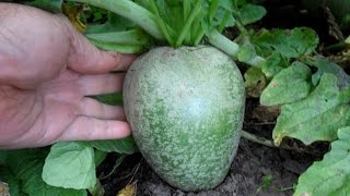 Зеленая редька - мой опыт выращивания семян