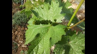 تسميد أشجار العنب , Fertiliza tus uvas, Düngen Sie Ihre Trauben, Fertilize your grapes
