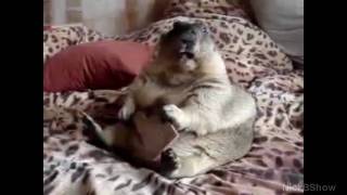 The Viral Family: Alan, Fat Marmot and OMG Cat