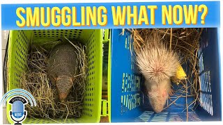 109 Live Animals Found in Woman's Luggage