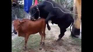 Pairing of animals