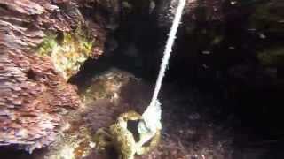 GRANCHIO A CACCIA - GoPro HERO3+ - GIANT CRAB ATTACK