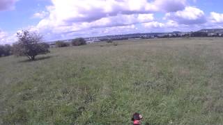 chasse drathaar arret  perdreaux