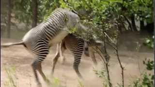Sedgwick County Zoo  Zebra's