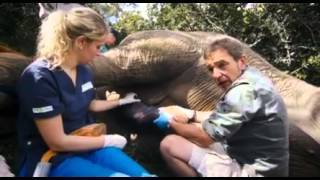 Elephant semen