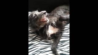 No fleas on this dog!! :D