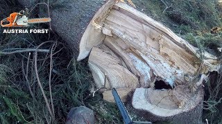 Die Husqvarna 572 XP® wieder voll im Einsatz